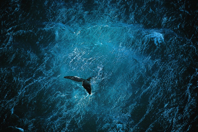 Baleine au large de la péninsule de Valdés, Argentine. ©Yann Arthus-Bertrand