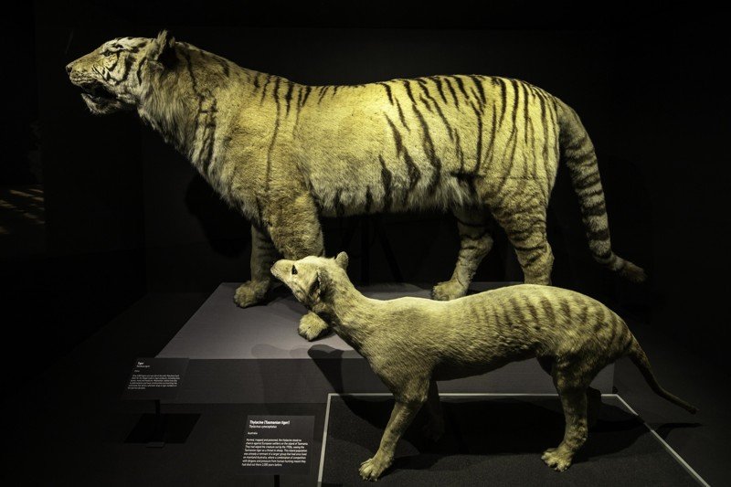 Tiger and Thylacine